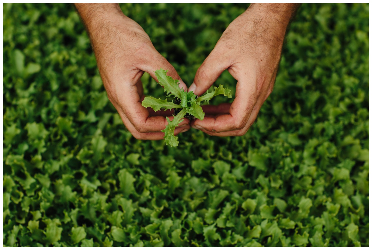 Hands holding mint in front of a crop