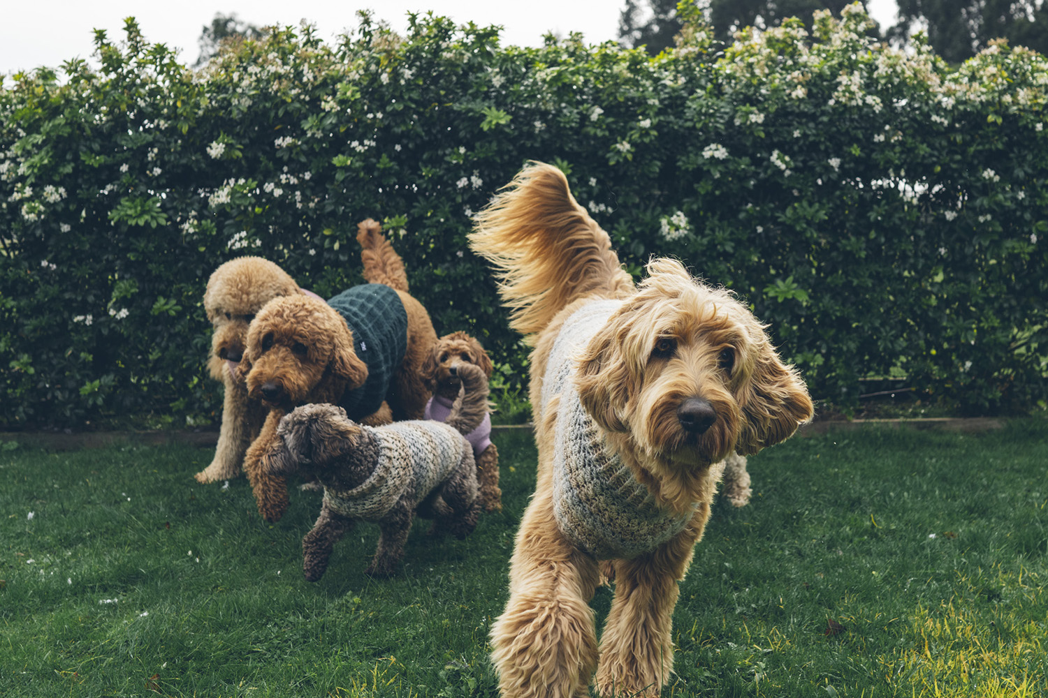 Candid Pet portrait on a farm