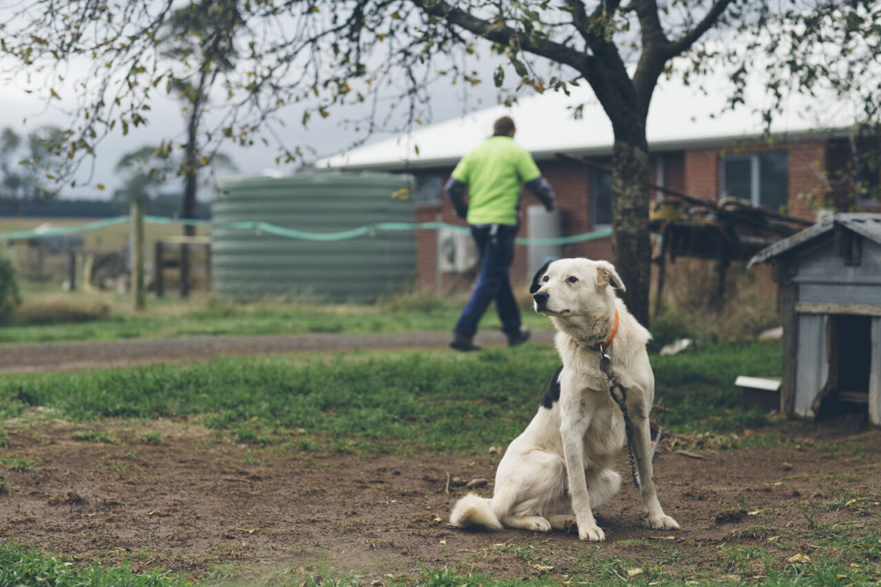 Farm dog sitting in a rural yard with a worker walking in the background at a regional property