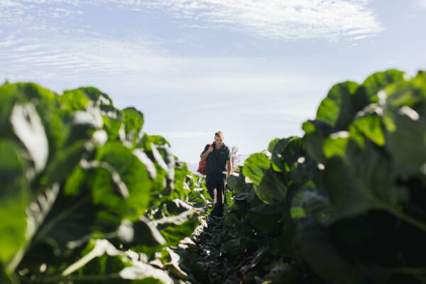 Farmer walking through rows of leafy vegetable crops on a Surf Coast farm