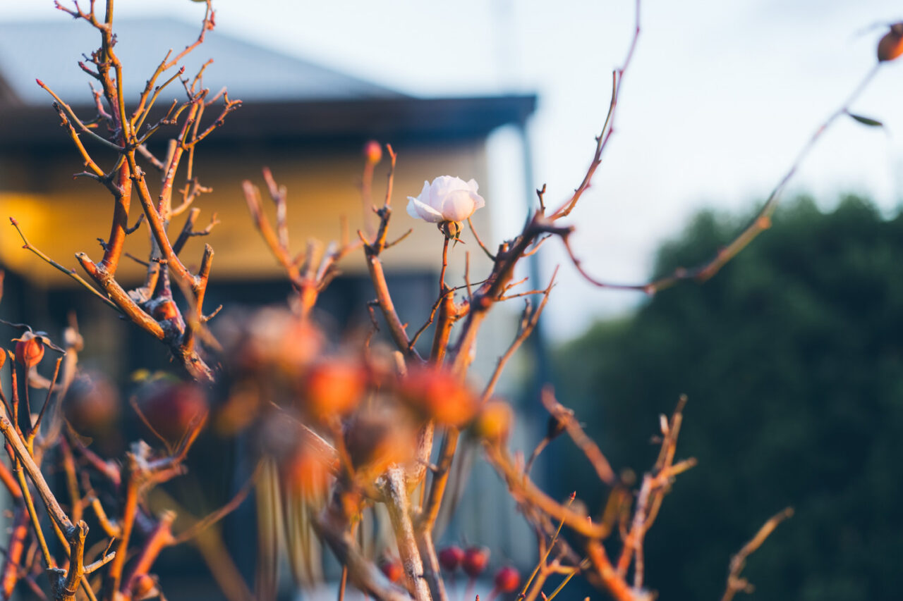 Close up of a winter rose in a garden at a Daylesford wedding location.
