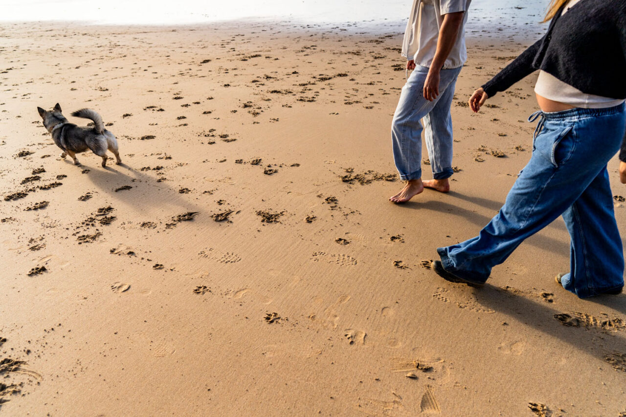 Low angle shot of couple walking on the beach, pregnant belly visible, their dog running across the sand ahead of them, paw prints everywhere