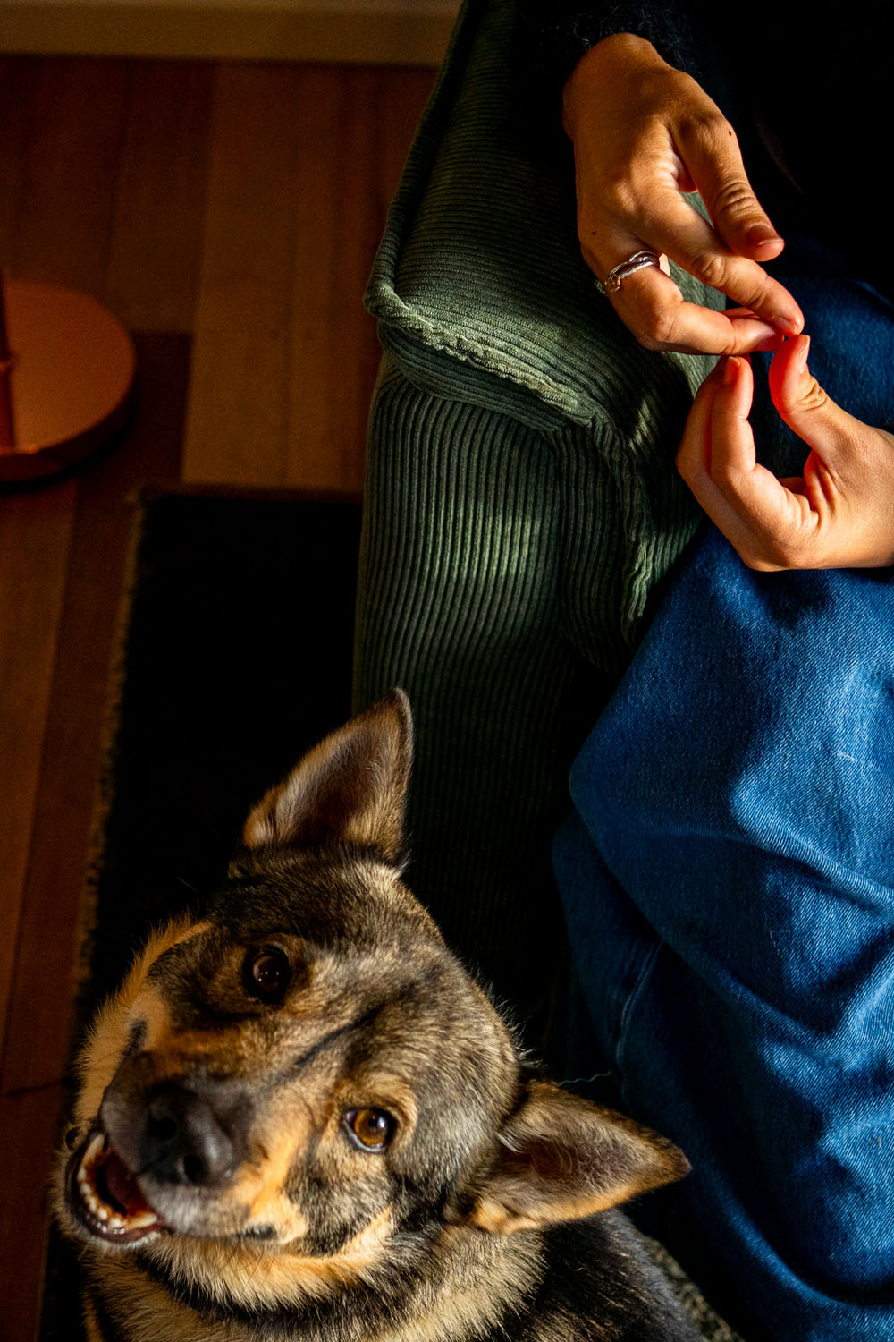 Close up of woman's hands with a silver ring holding a dog toy, dog looking up from the floor in warm morning light