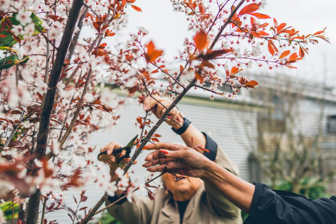 Hands pruning a blossoming plum tree in a garden