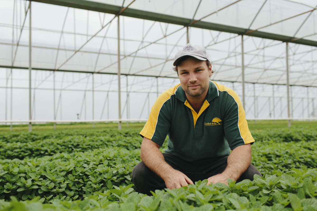 Cobbah Herbs worker sitting among mint plants in a greenhouse