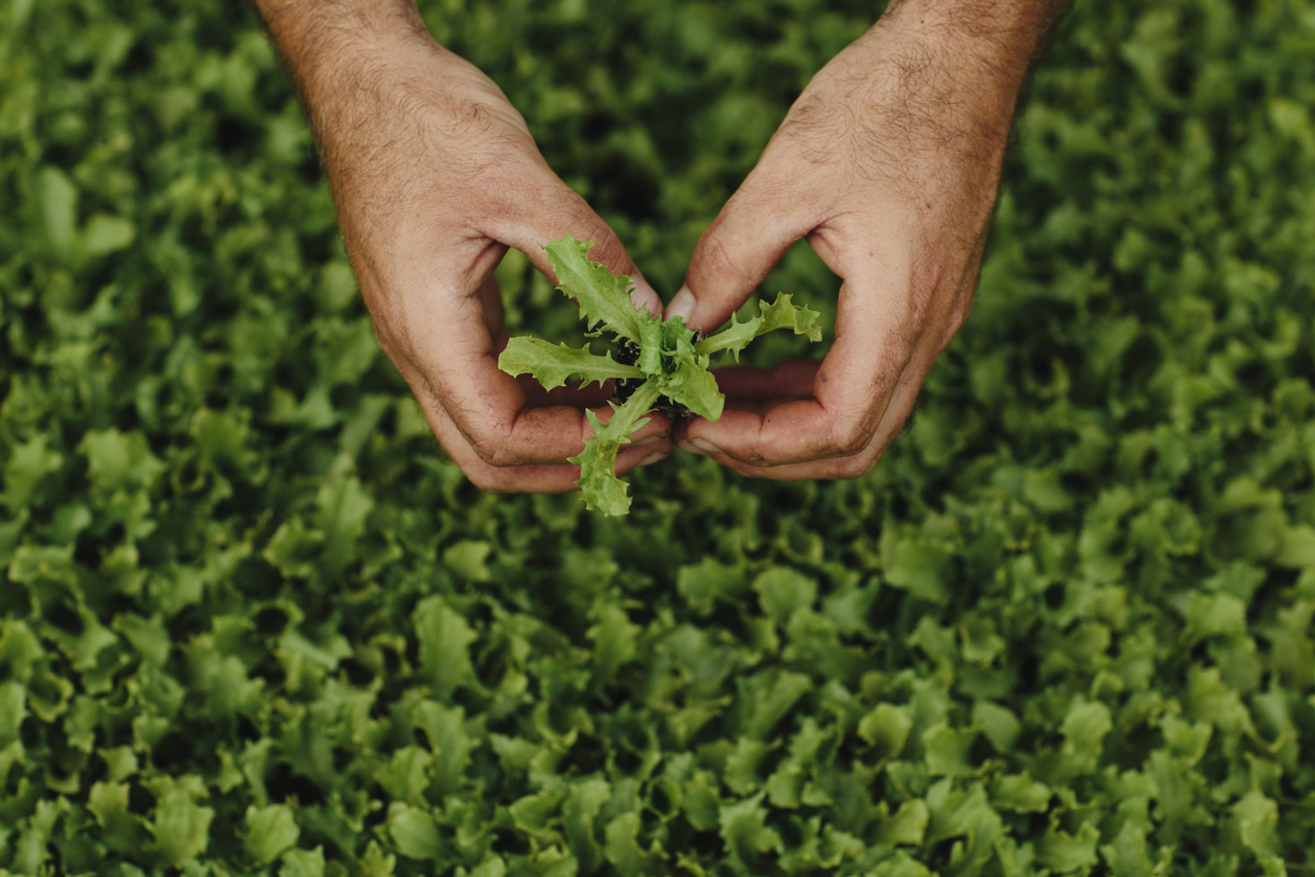 Close up of hands holding a lettuce seedling in a field of seedlings